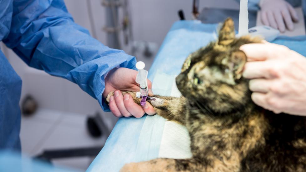 cat neuter surgery; a cat is prepped for neuter surgery.